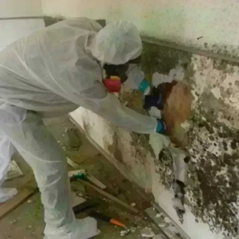 Mold Remediation and Removal in Greensburg, PA